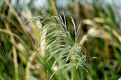 古风悬疑推理AVG《再见断刀》Steam页面上线 发售日期待定