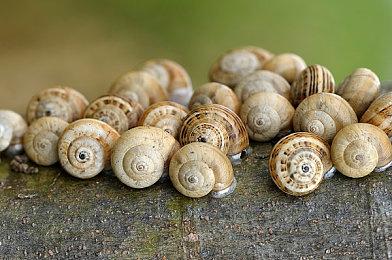 《Savant: Ascent REMIX》将于9＆15登陆PC平台